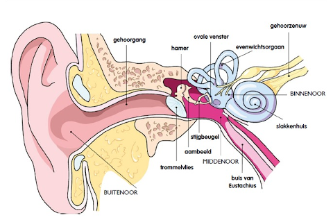 VGM Breed - Nieuws - 24 april 2022 - Een praktische en beleidsmatige aanpak voor ototoxische stoffen in bedrijven